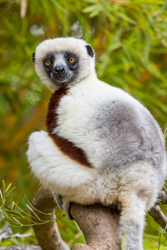 Madagascar 2022